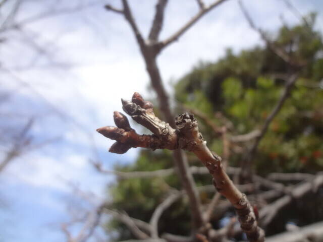 オオシマザクラ (2).jpg