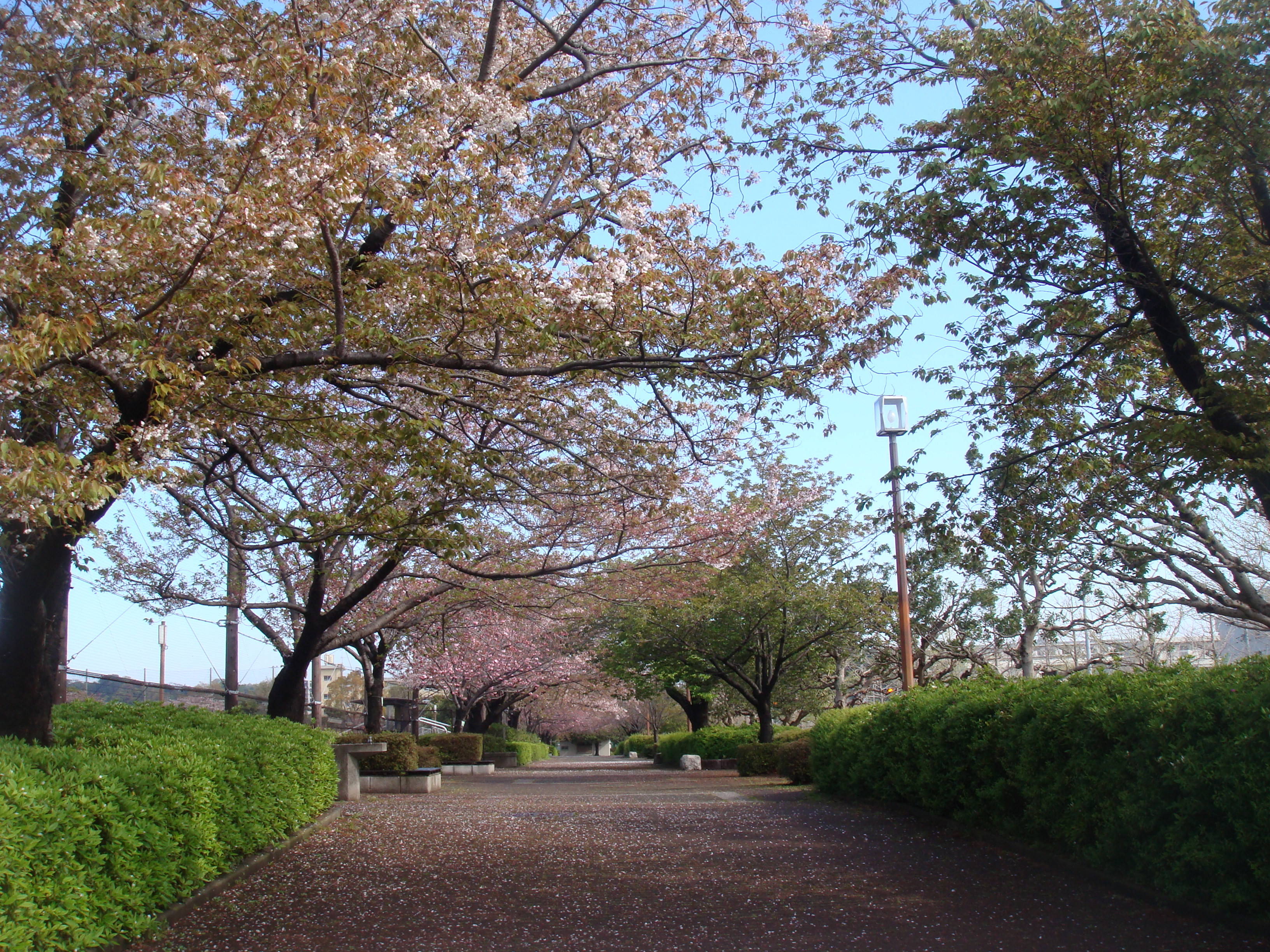 桜並木園路の様子DSC00420.jpg