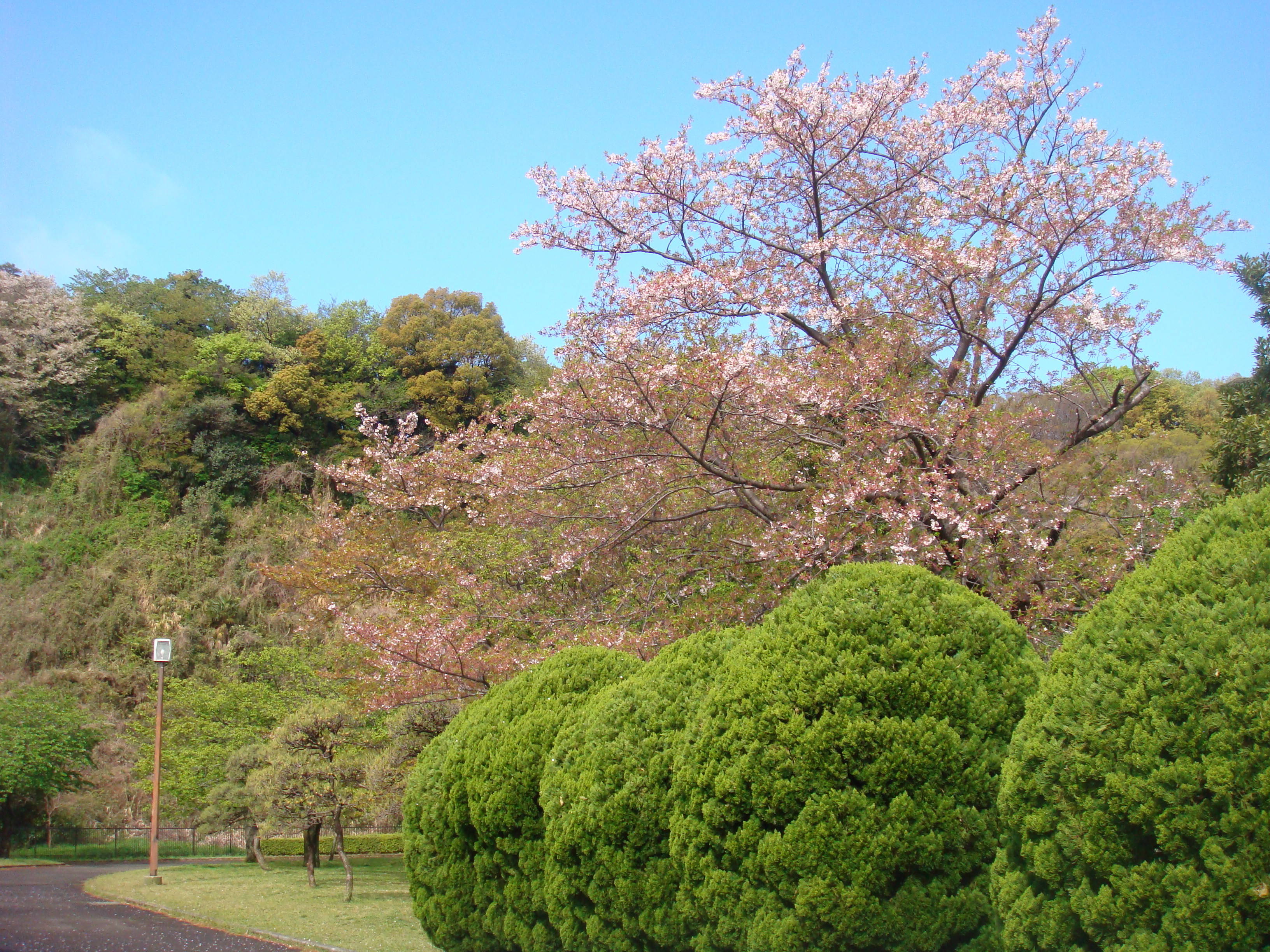 標準木周辺の様子DSC00412.jpg