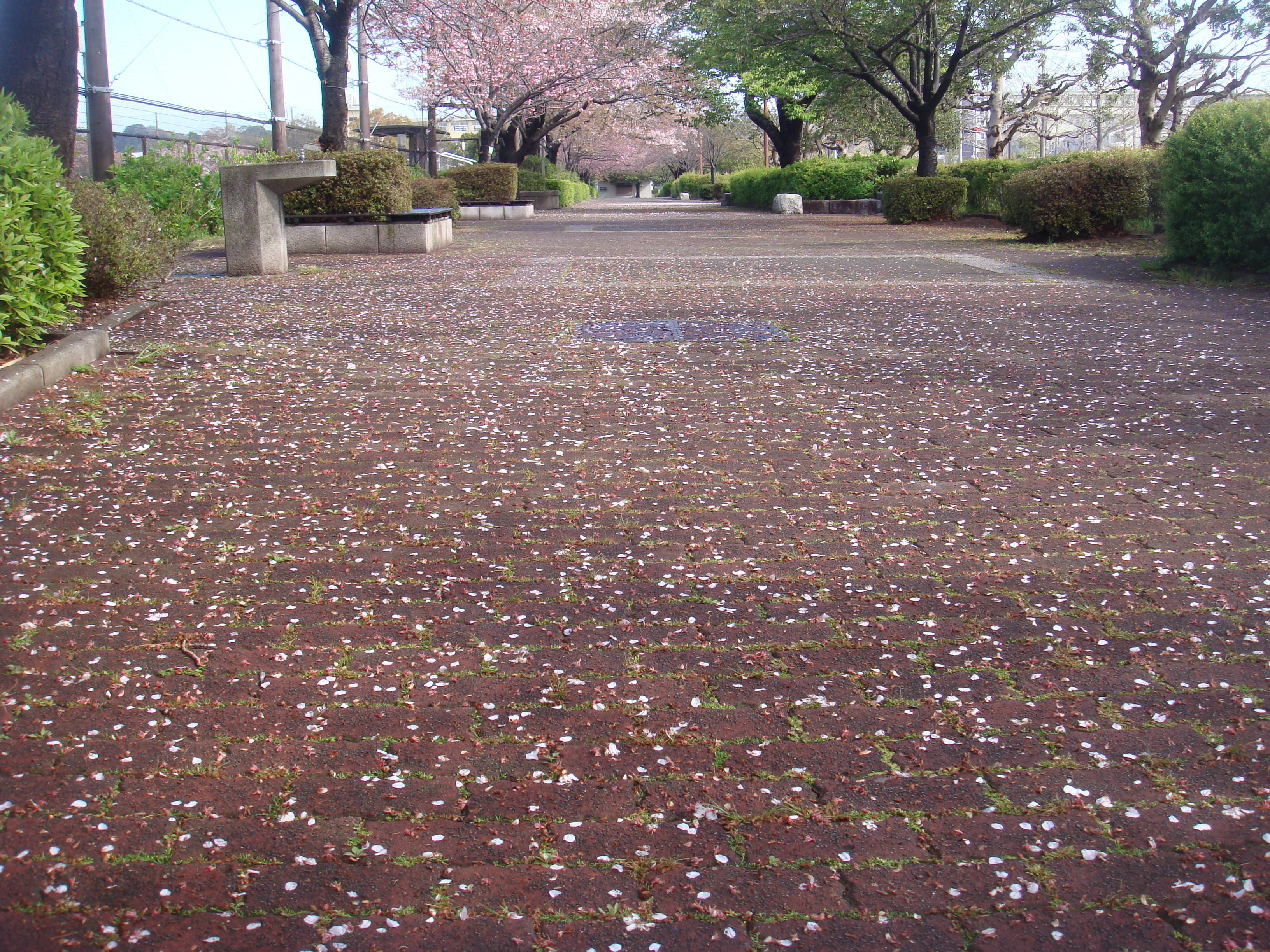 桜並木園路DSC00421.jpg