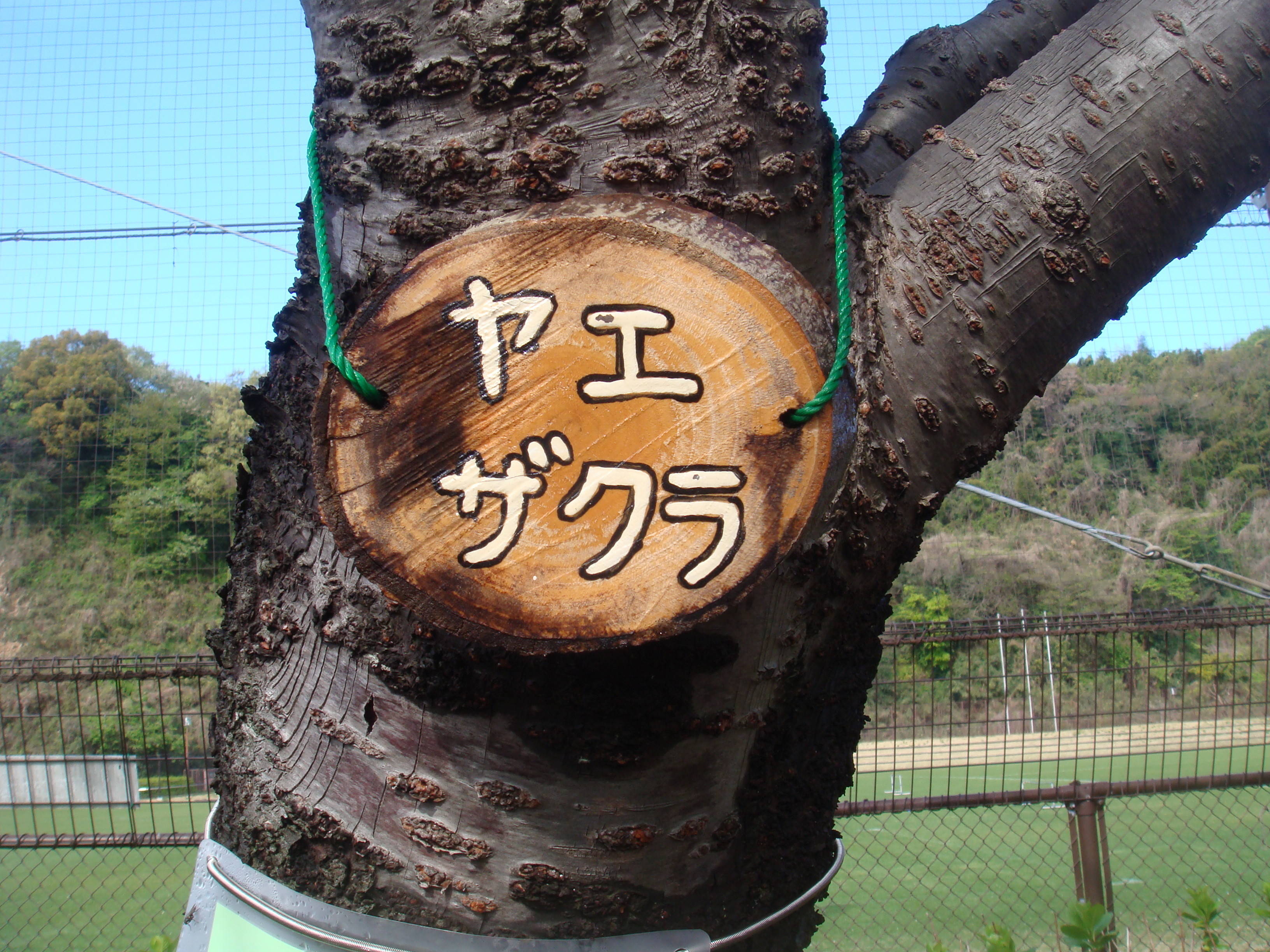 ヤエザクラ樹名板DSC00422.jpg