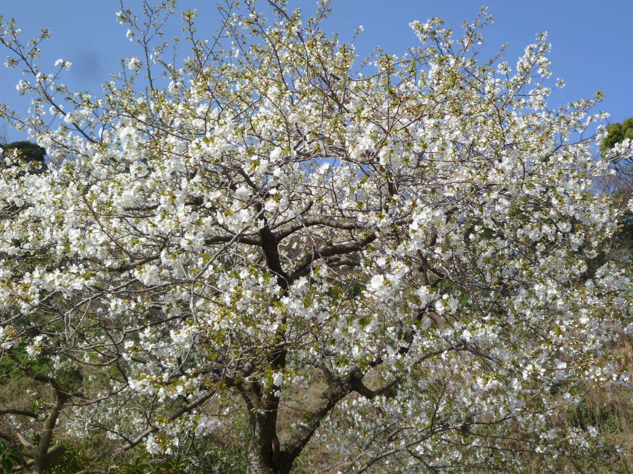 P1020299.jpg