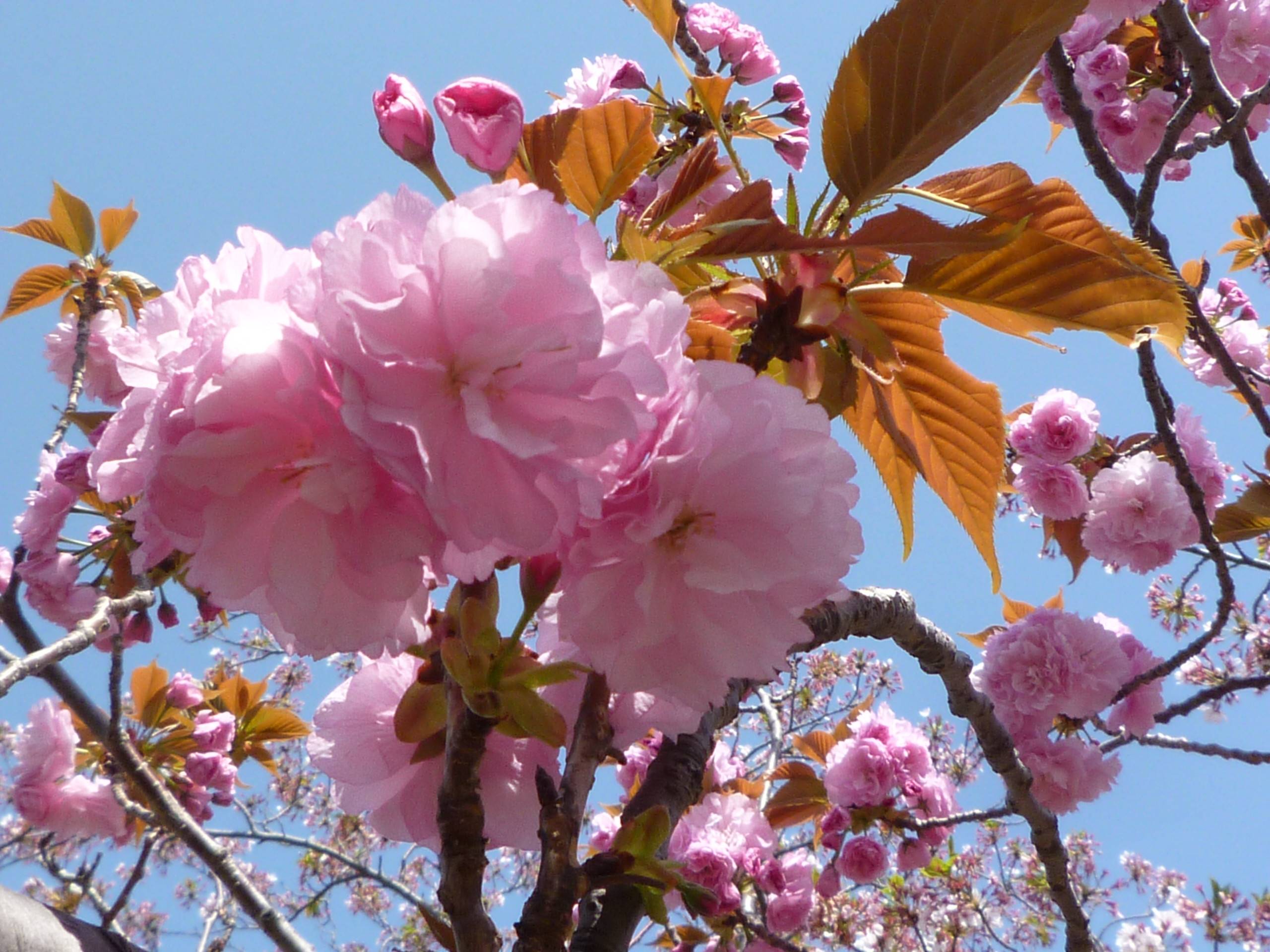 長浜公園サクラ開花情報【4月3日】の状況（葉桜）|桜開花