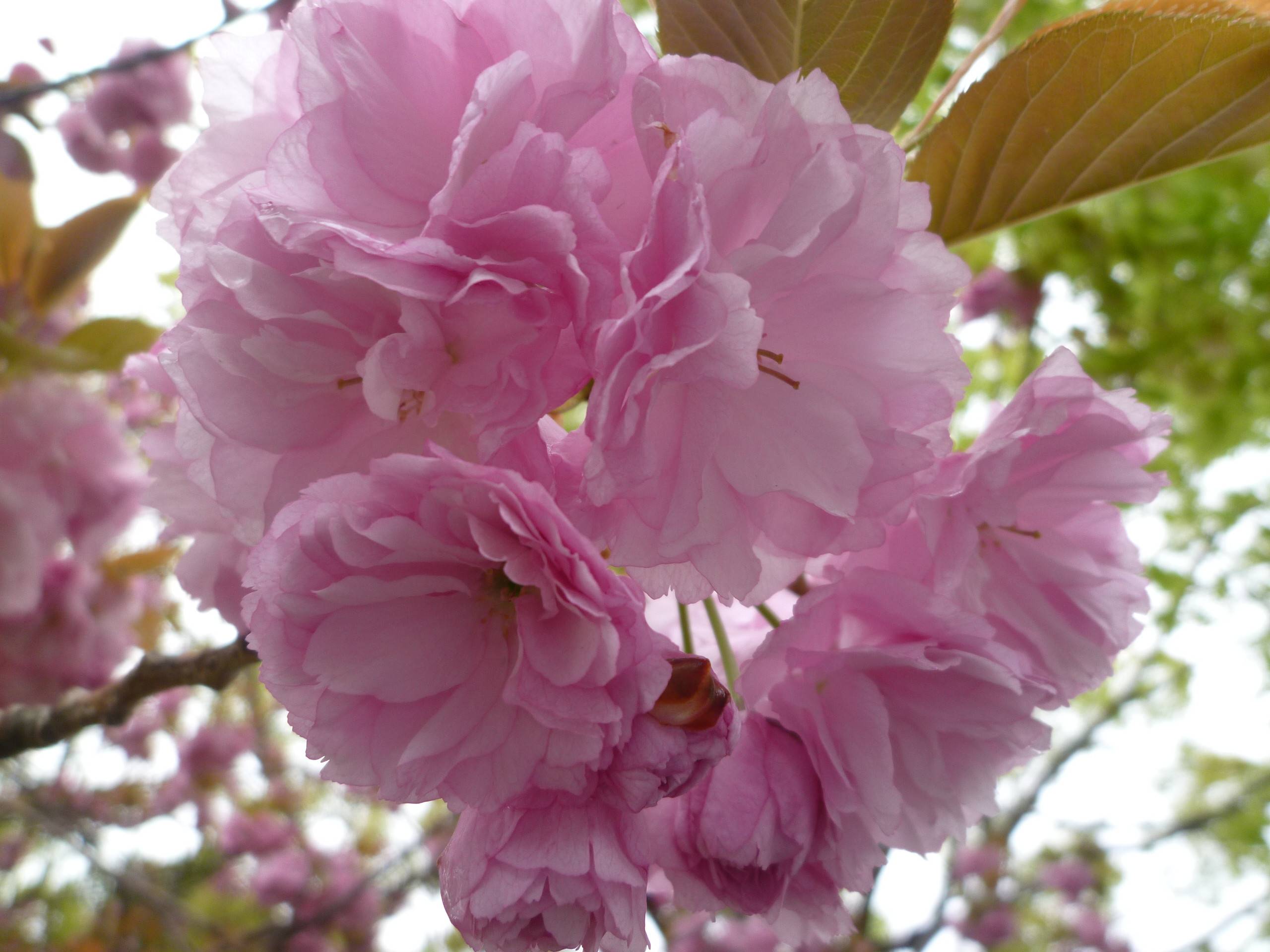 長浜公園サクラ開花情報【4月5日】の状況（葉桜）|桜開花