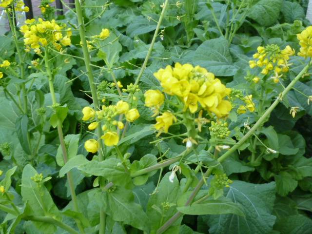 菜の花 春待ち苗 花壇とモグラについて ブログ 長浜公園公式サイト 公益財団法人 横浜市緑の協会