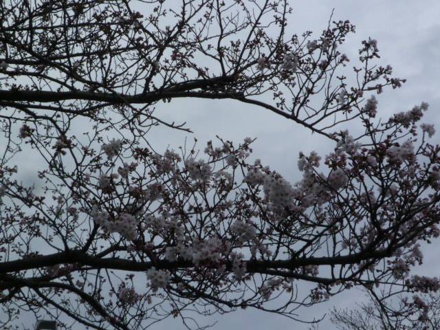 P1050055.jpg