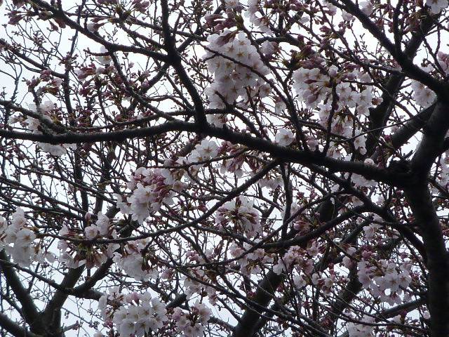 P1050056.jpg