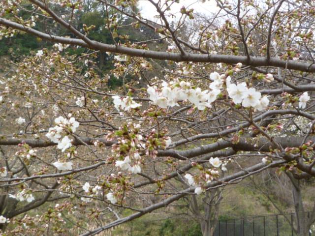 P1050065.jpg