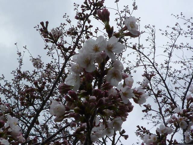 P1050070.jpg