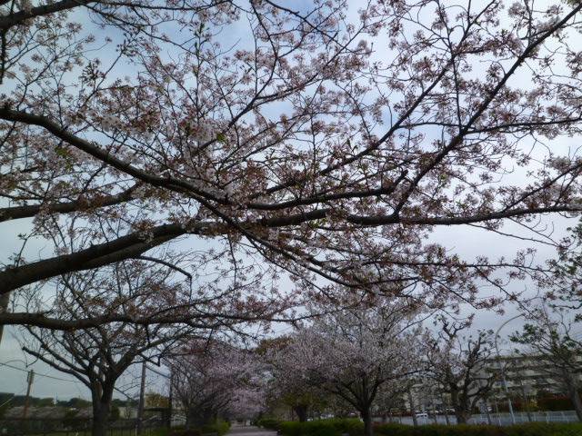サクラ開花情報】2022年4月5日 桜絨毯|桜開花｜ブログ|長浜公園