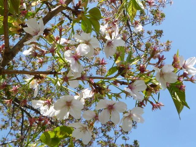サクラ開花情報】2022年4月9日 葉桜になりました |｜ブログ|長浜