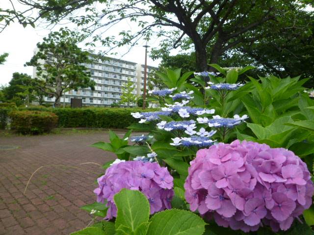 P1060132.jpg