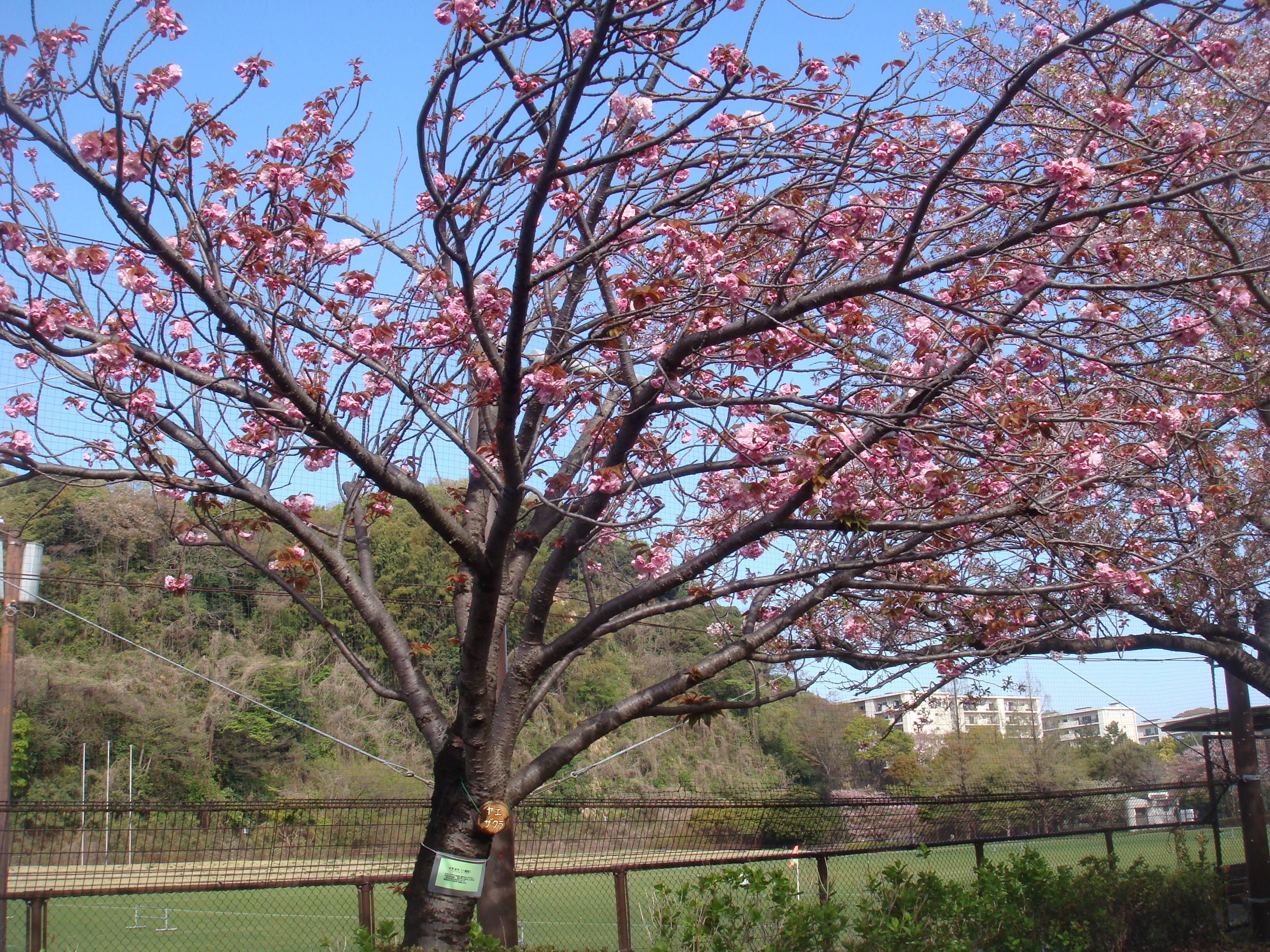ヤエザクラの様子(全景)DSC00423.jpg