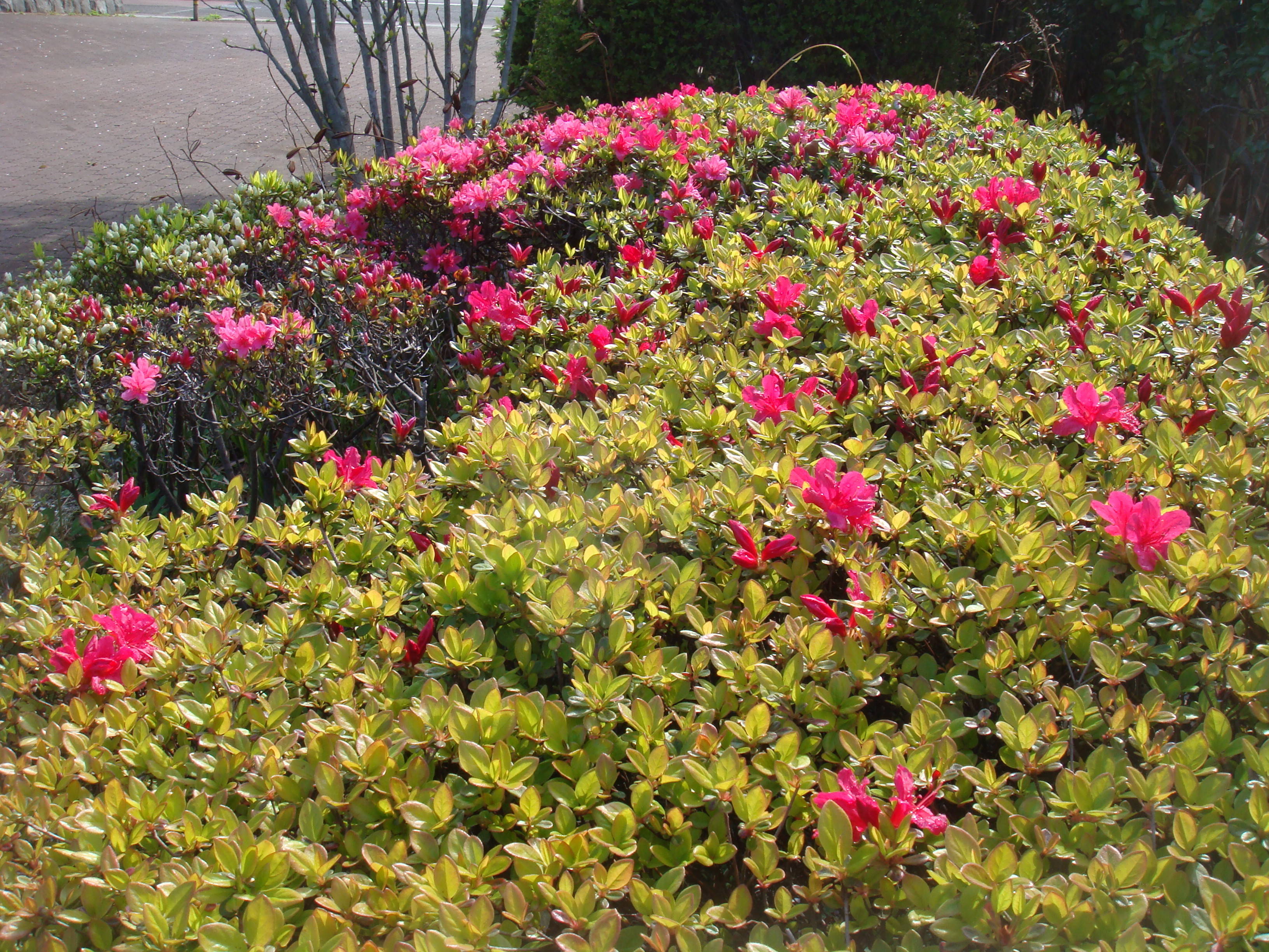 おまけ ツツジDSC00428.jpg