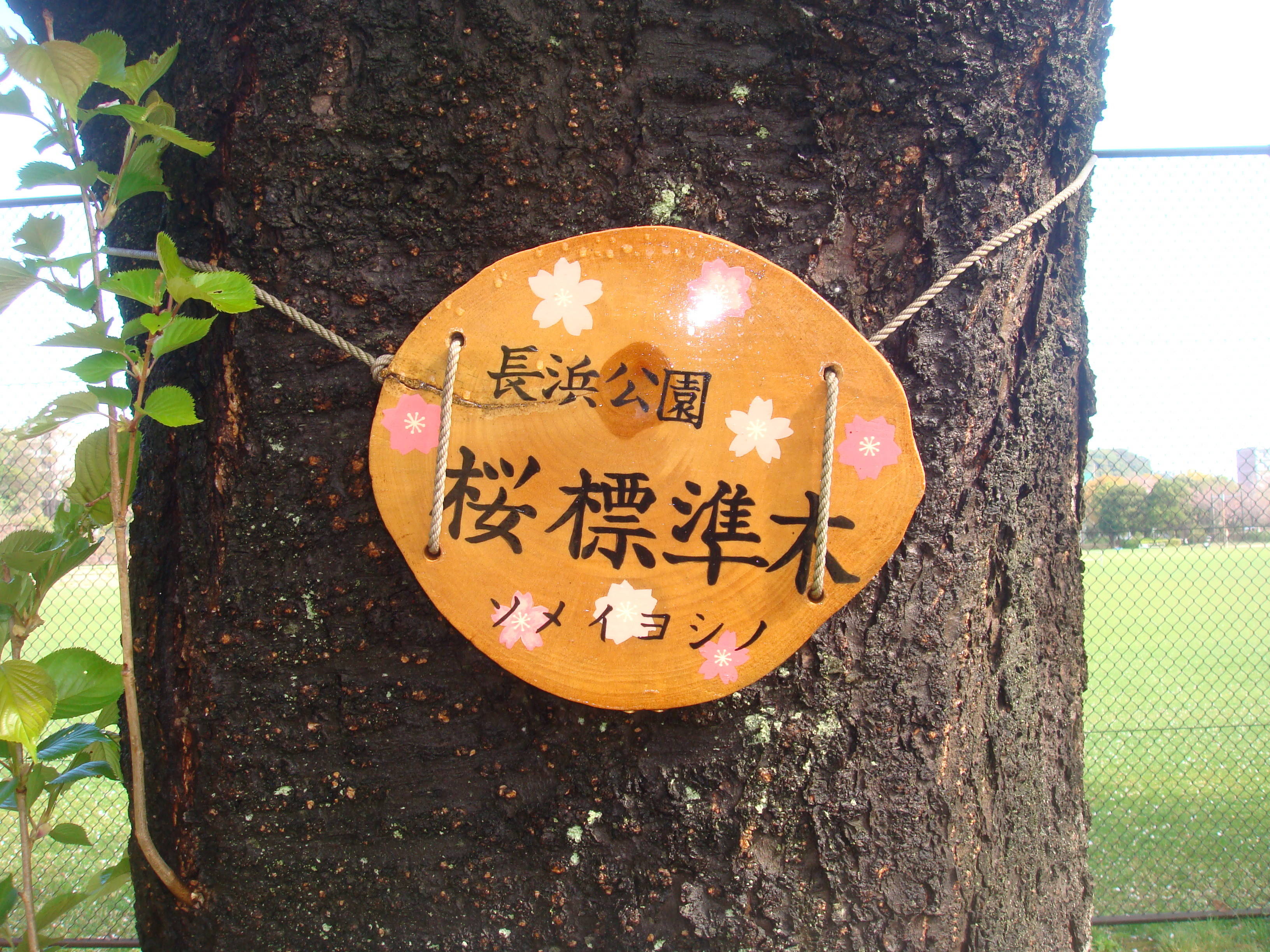 標準木樹名板DSC00413.jpg