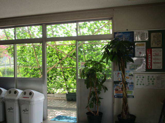 290731夏グリーンカーテン内側