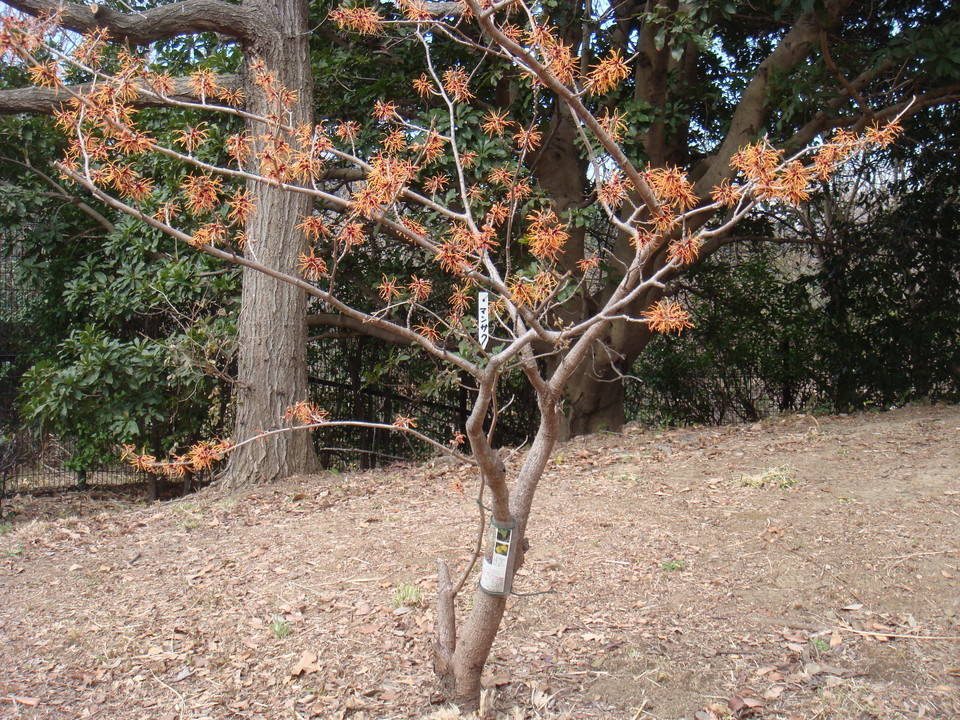 ブログ マンサク満開DSC00127.jpg