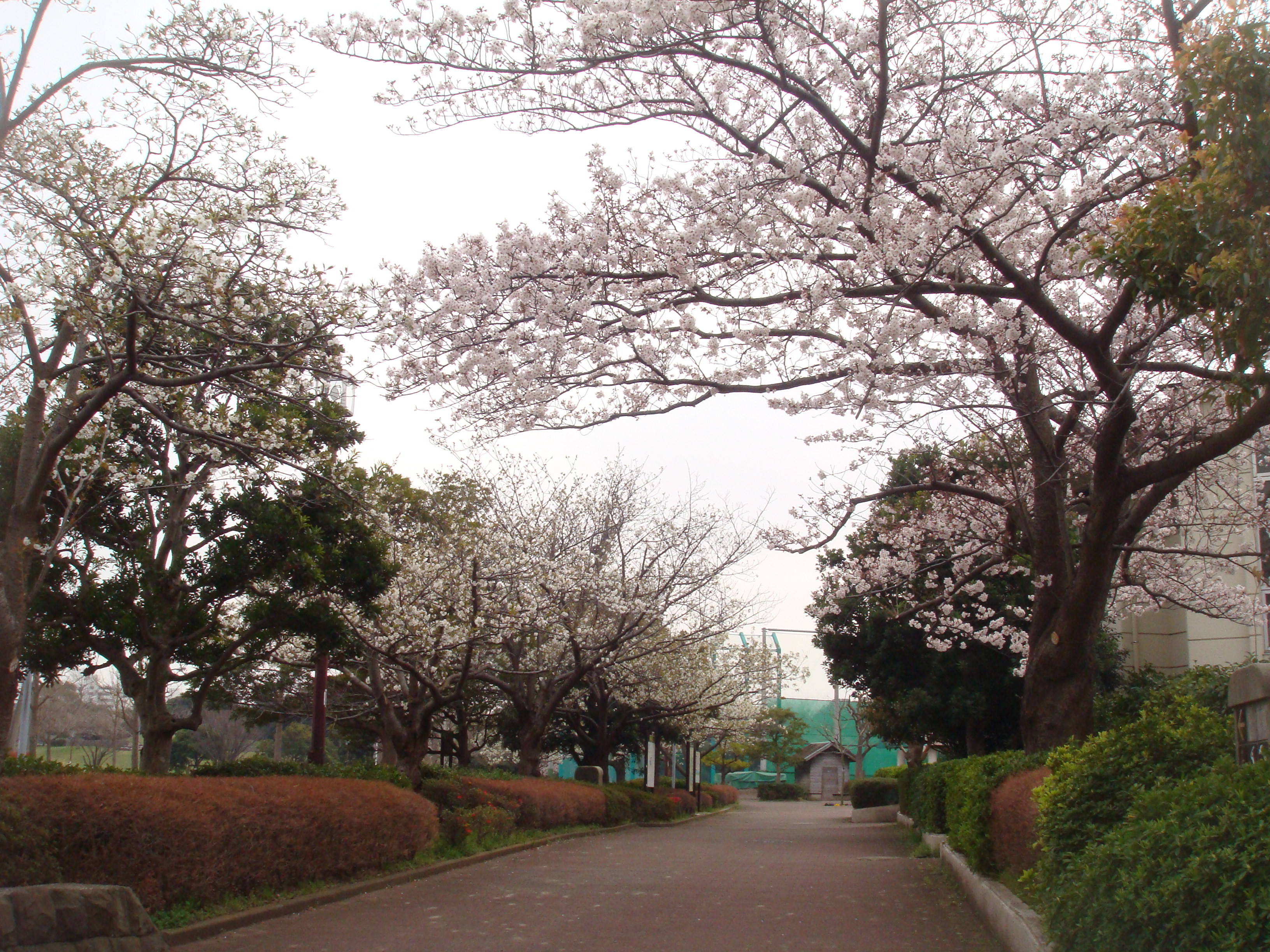 桜並木園路の様子DSC00299.jpg