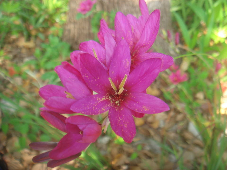 イキシア (2).jpg