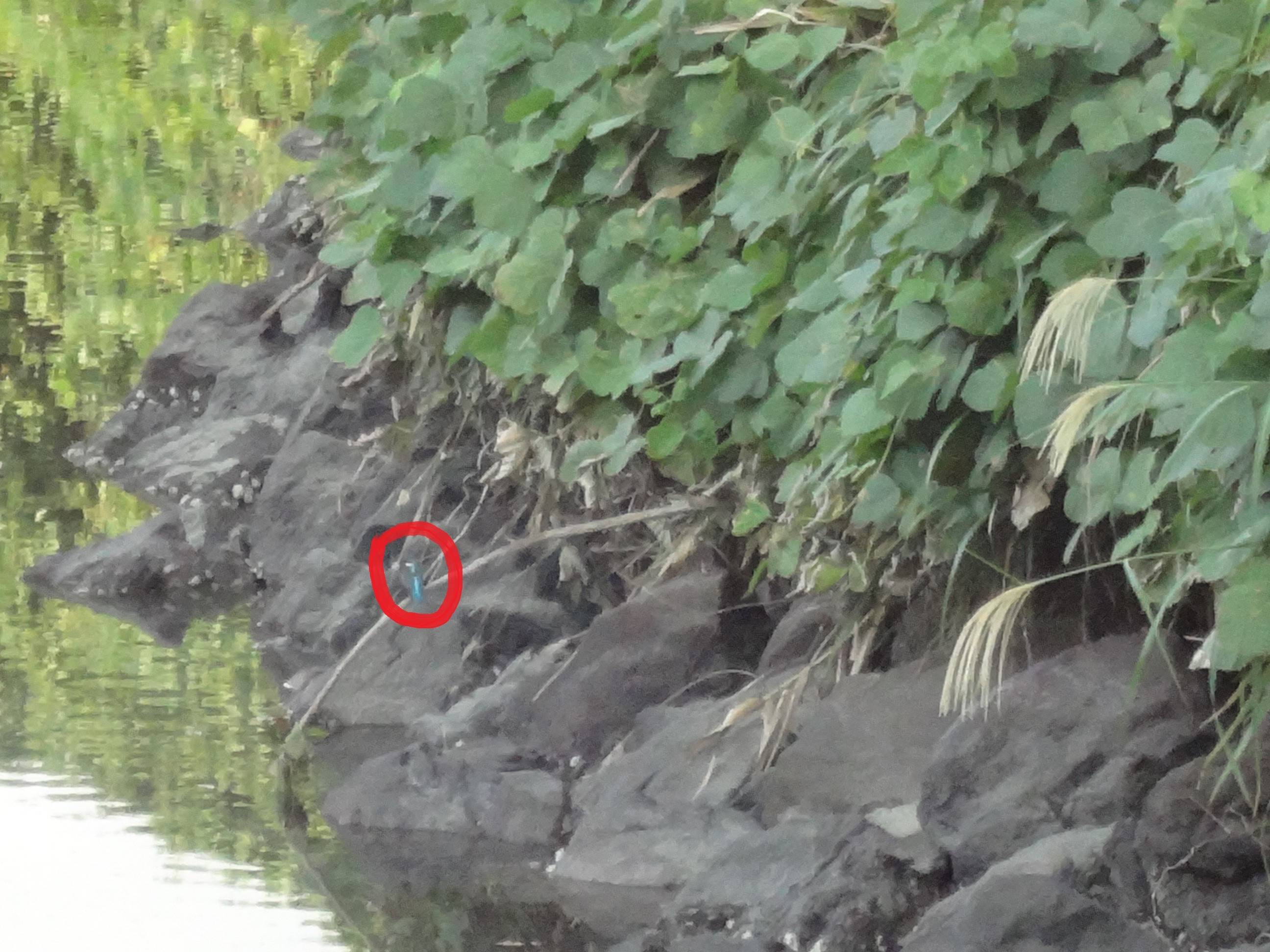 290929かわせみ赤丸