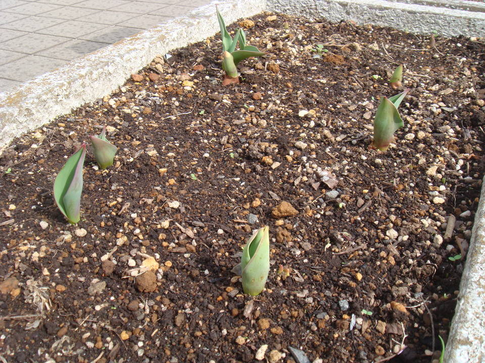 ブログ チューリップDSC00179.jpg