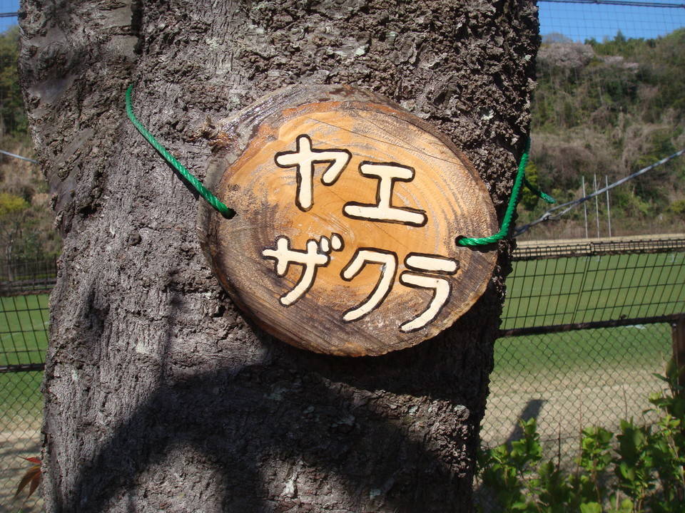 ヤエザクラ樹名板DSC00395.jpg