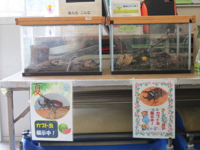 290731夏カブトムシ