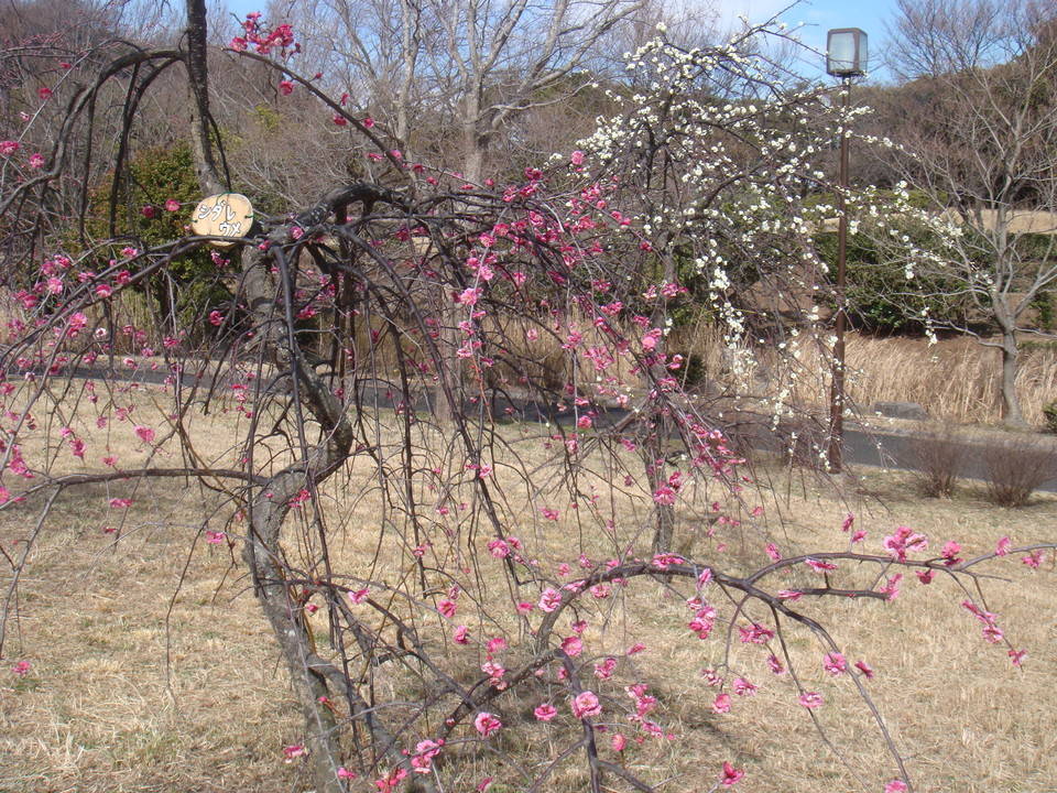ブログ シダレウメ満開DSC00150.jpg