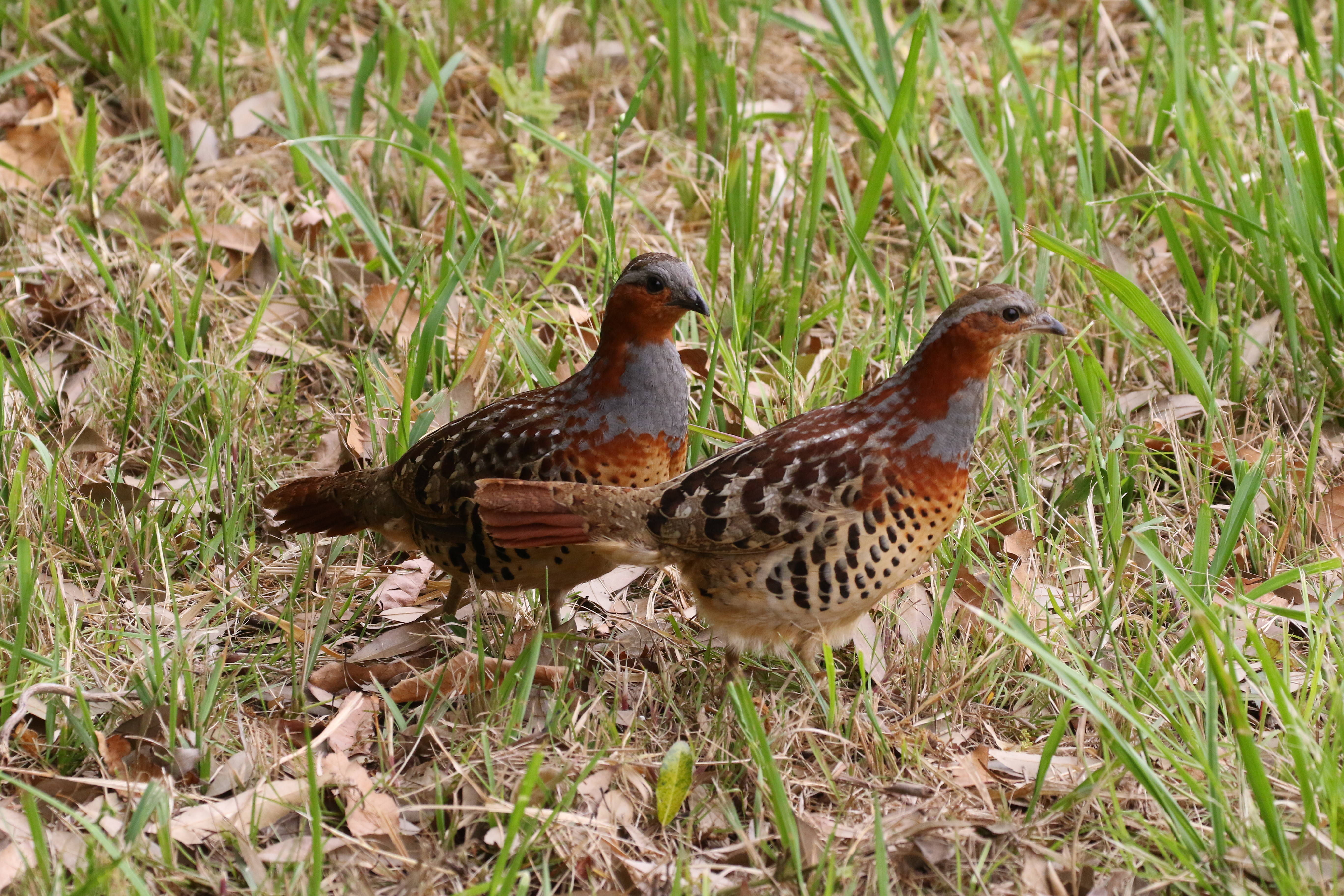 野鳥観察 ブログ 長浜公園公式サイト 公益財団法人 横浜市緑の協会 野鳥観察 ブログ 長浜公園公式サイト 公益財団法人 横浜市緑の協会