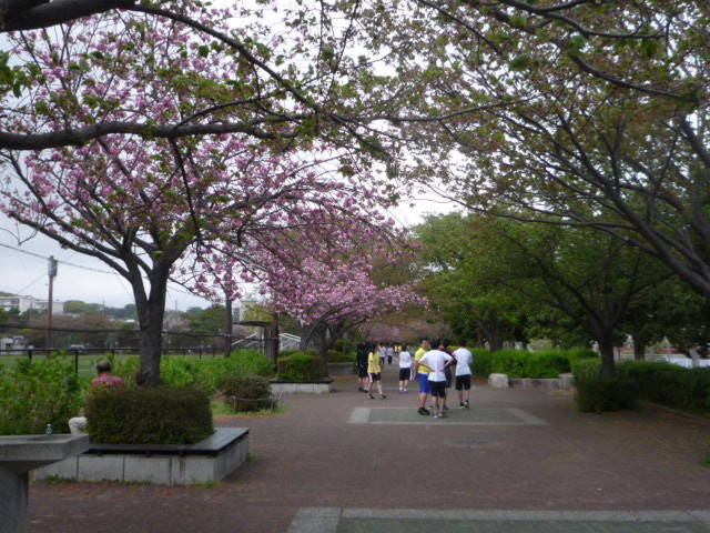 ヤエザクラ桜並木園路P1090397.jpg