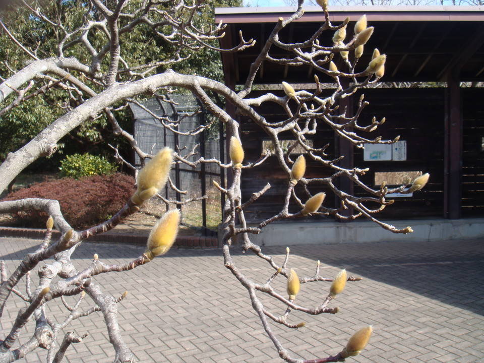 ブログ ハクモクレン蕾DSC00156.jpg