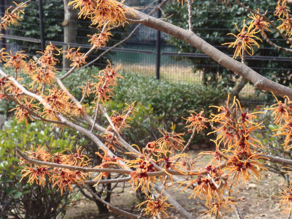 ブログ マンサク満開DSC00129.jpg