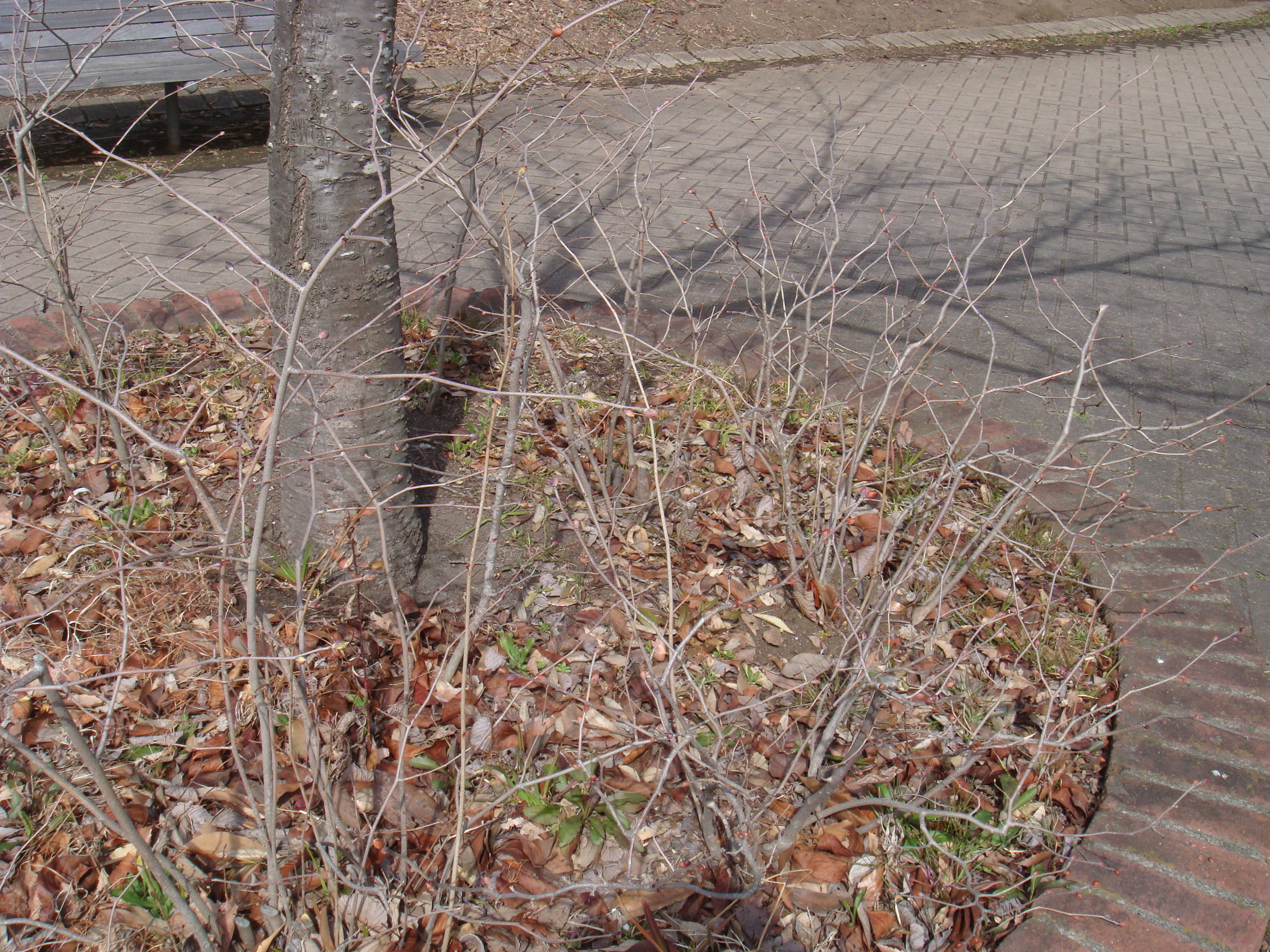 ブログ トサミズキDSC00170.jpg