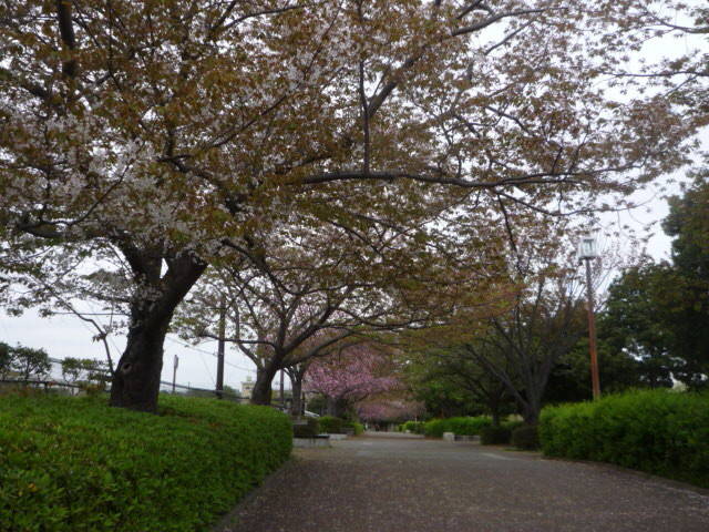 20180405桜並木園路P1090391.jpg