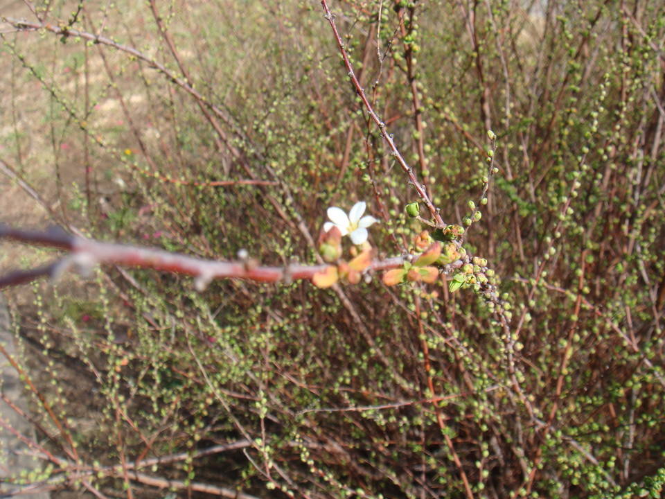 ブログ ユキヤナギDSC00147.jpg