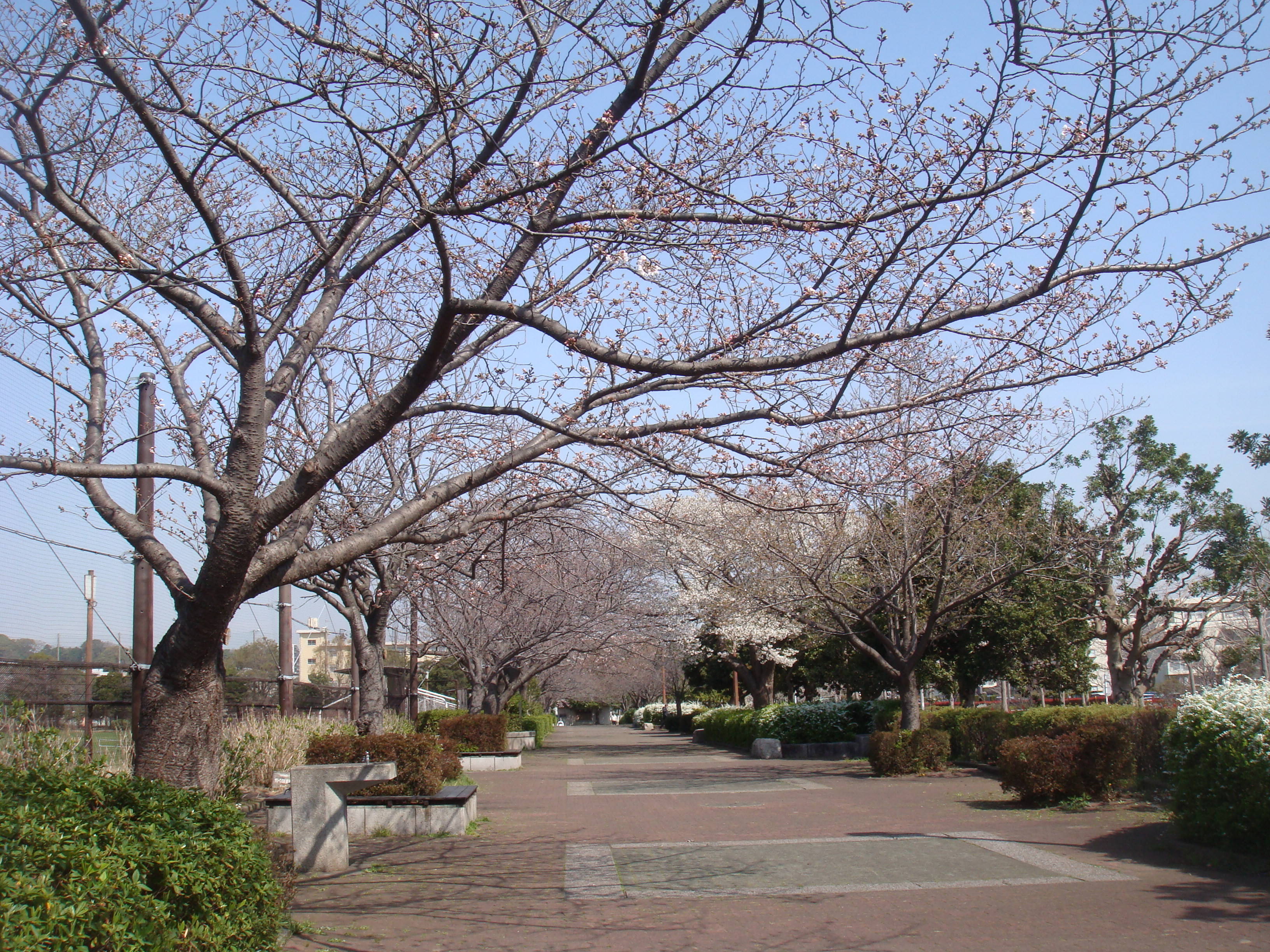 0325桜並木園路の様子DSC00171.jpg