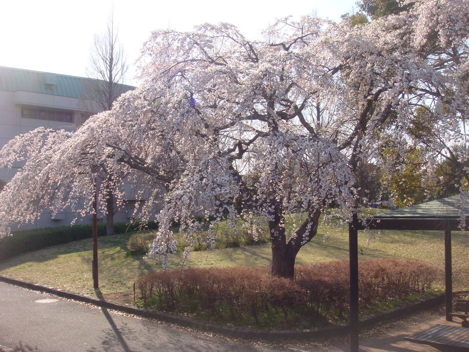 0327中央広場シダレザクラの様子DSC00205.jpg