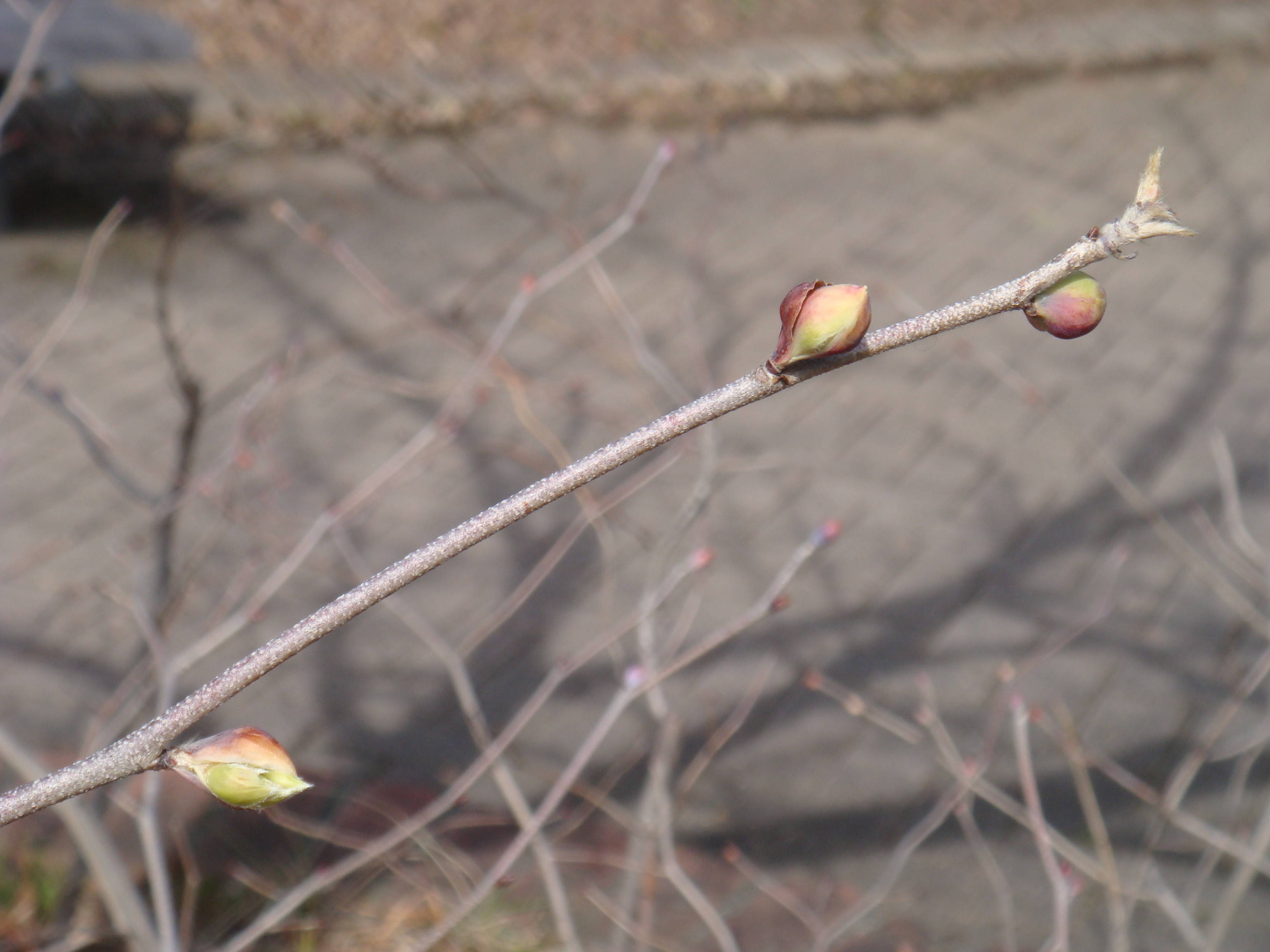 ブログ トサミズキDSC00171.jpg