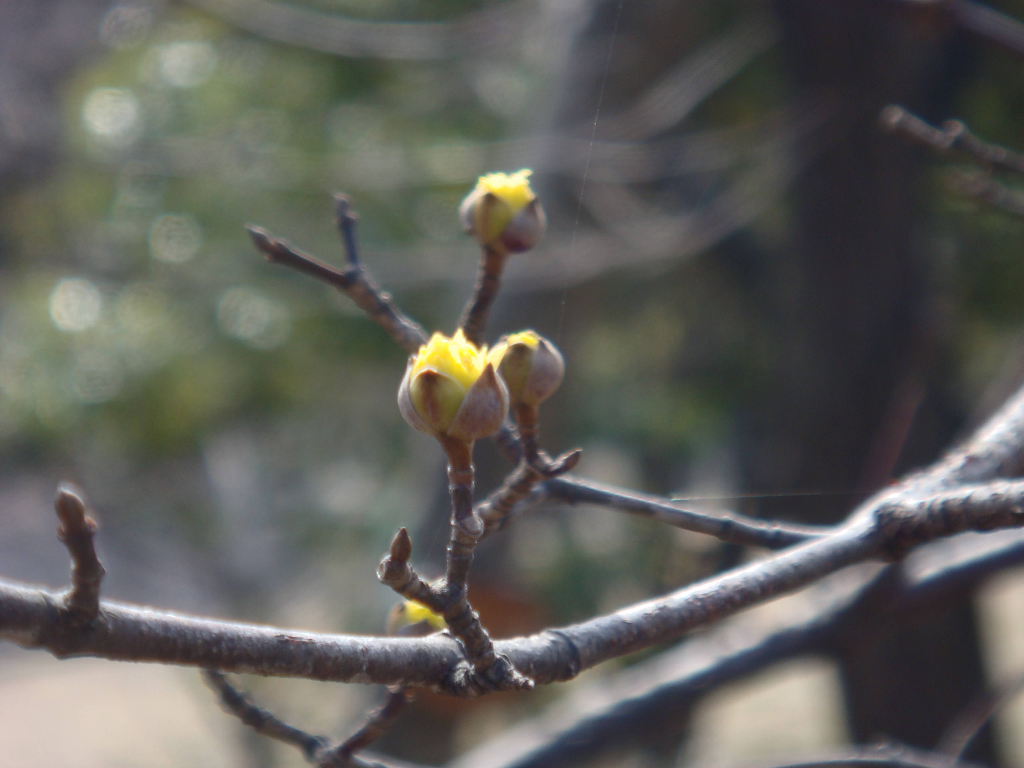 ブログ サンシュユDSC00166.jpg