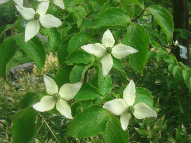 ヤマボウシ (2).jpg