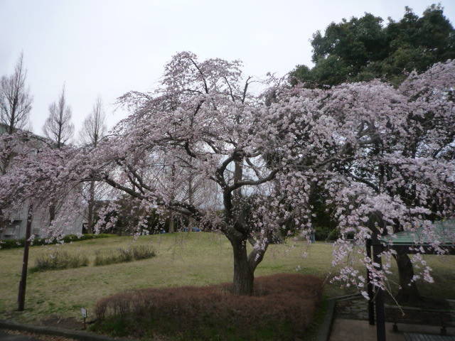 300319中央広場シダレザクラ 2.jpg