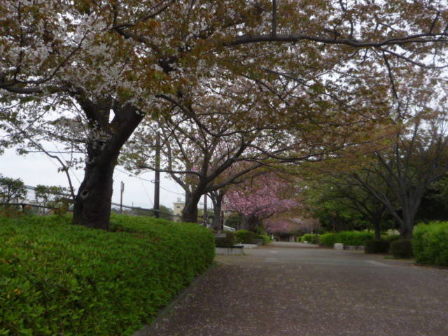 20180405桜並木園路P1090392.jpg
