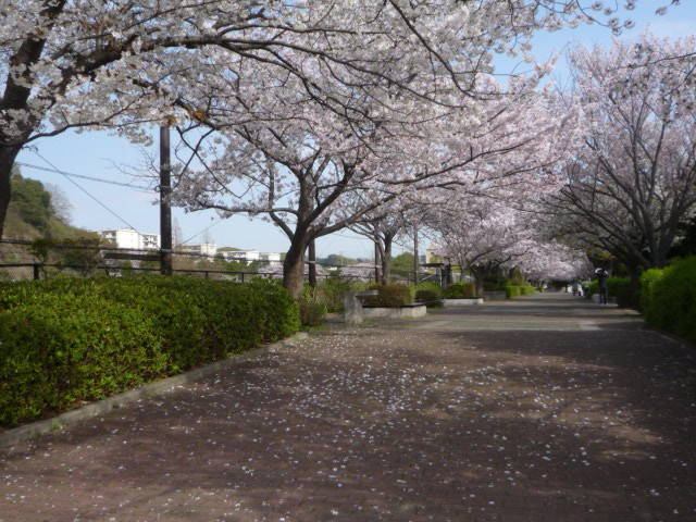 桜並木園路散り始めP1090374.jpg