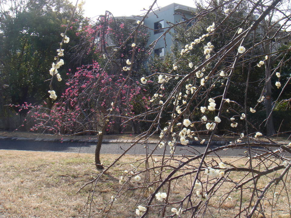 ブログ シダレウメ満開DSC00149.jpg