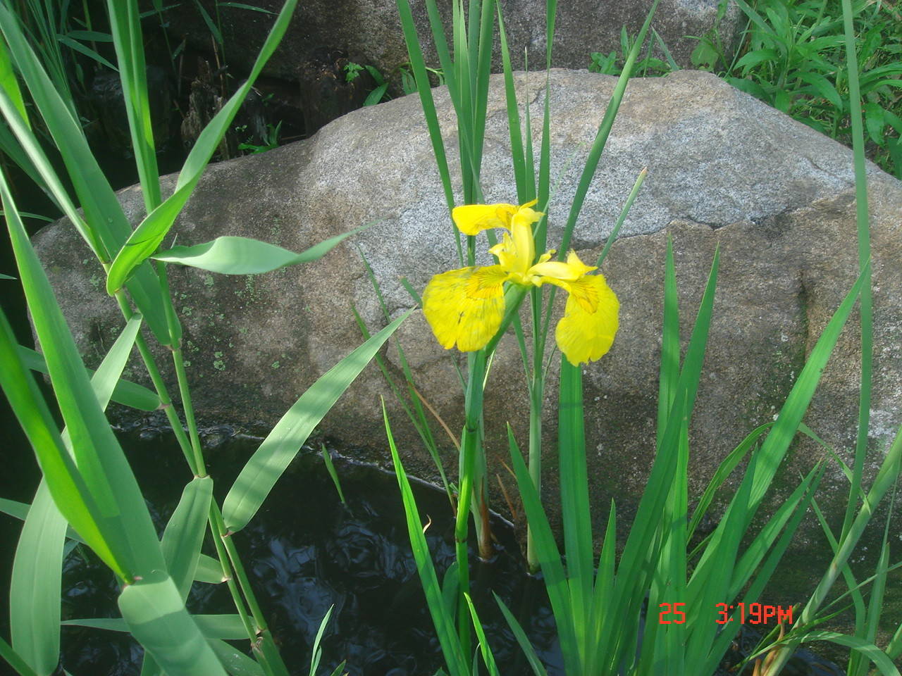 ハナショウブ (3).jpg