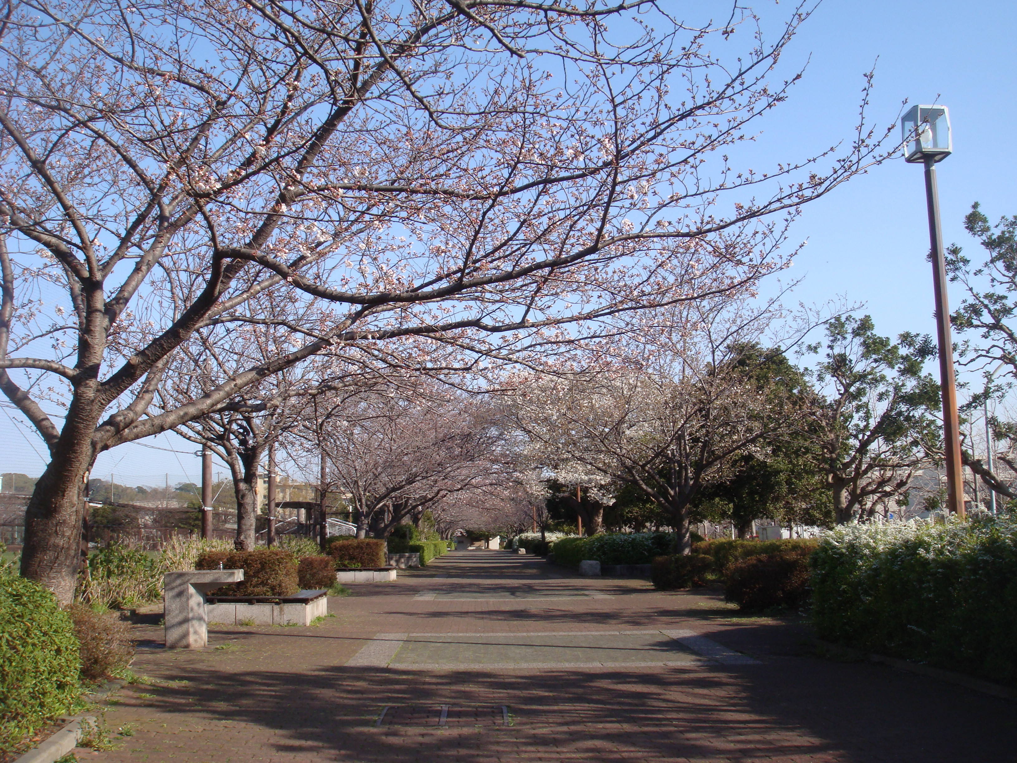 0327桜並木園路の様子DSC00196.jpg