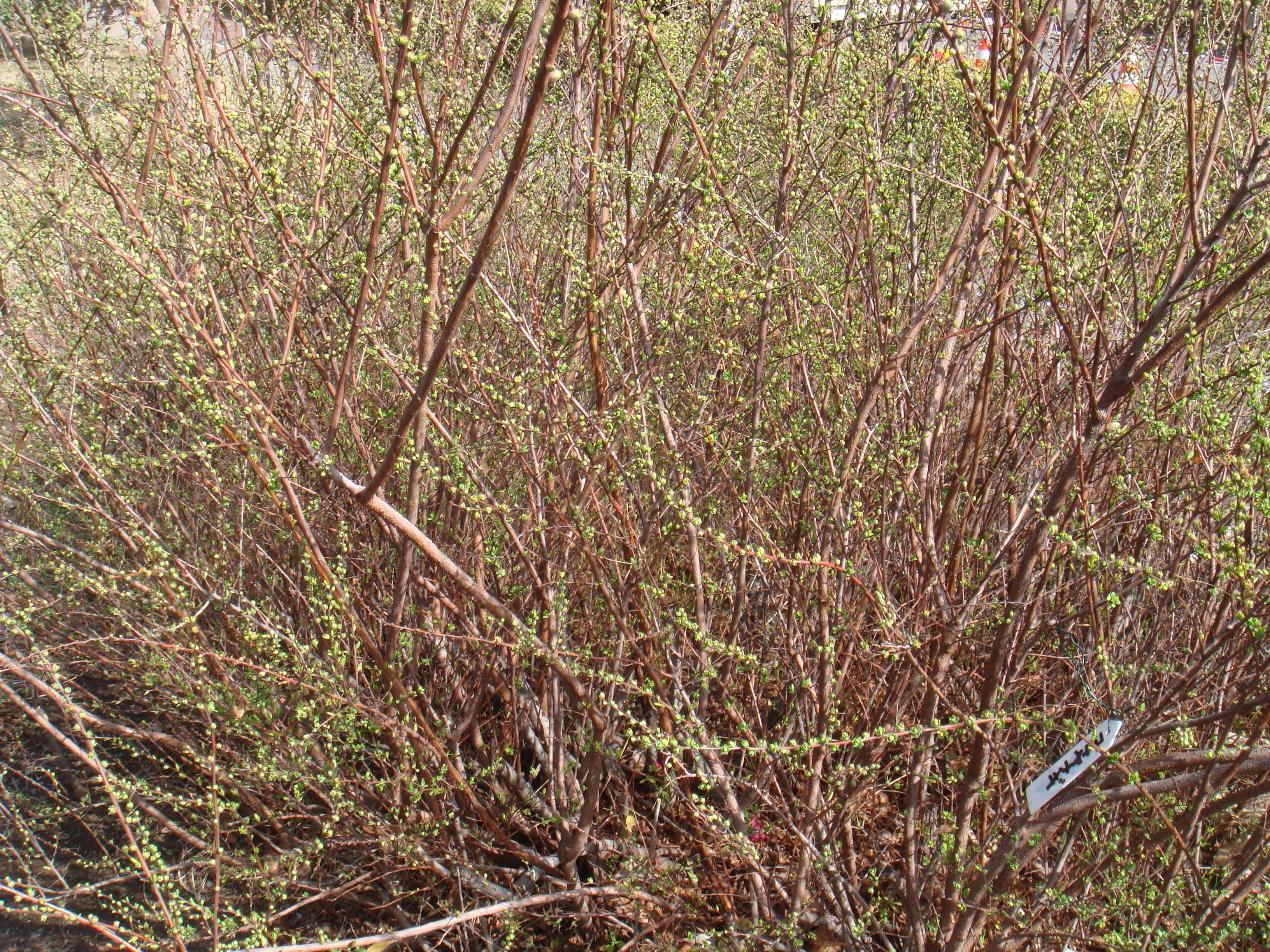 ブログ ユキヤナギDSC00146.jpg