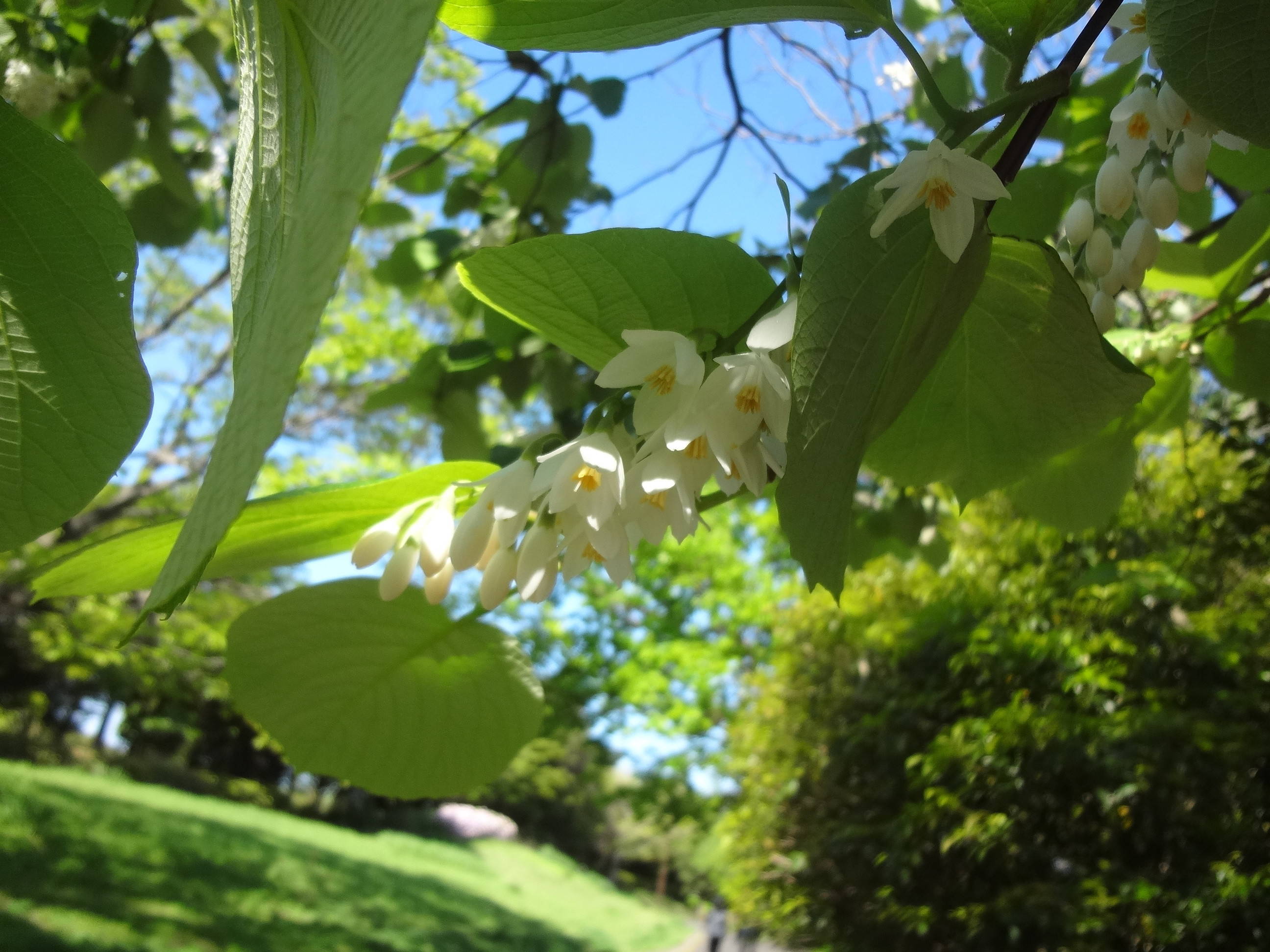 ハクウンボク (2).jpg