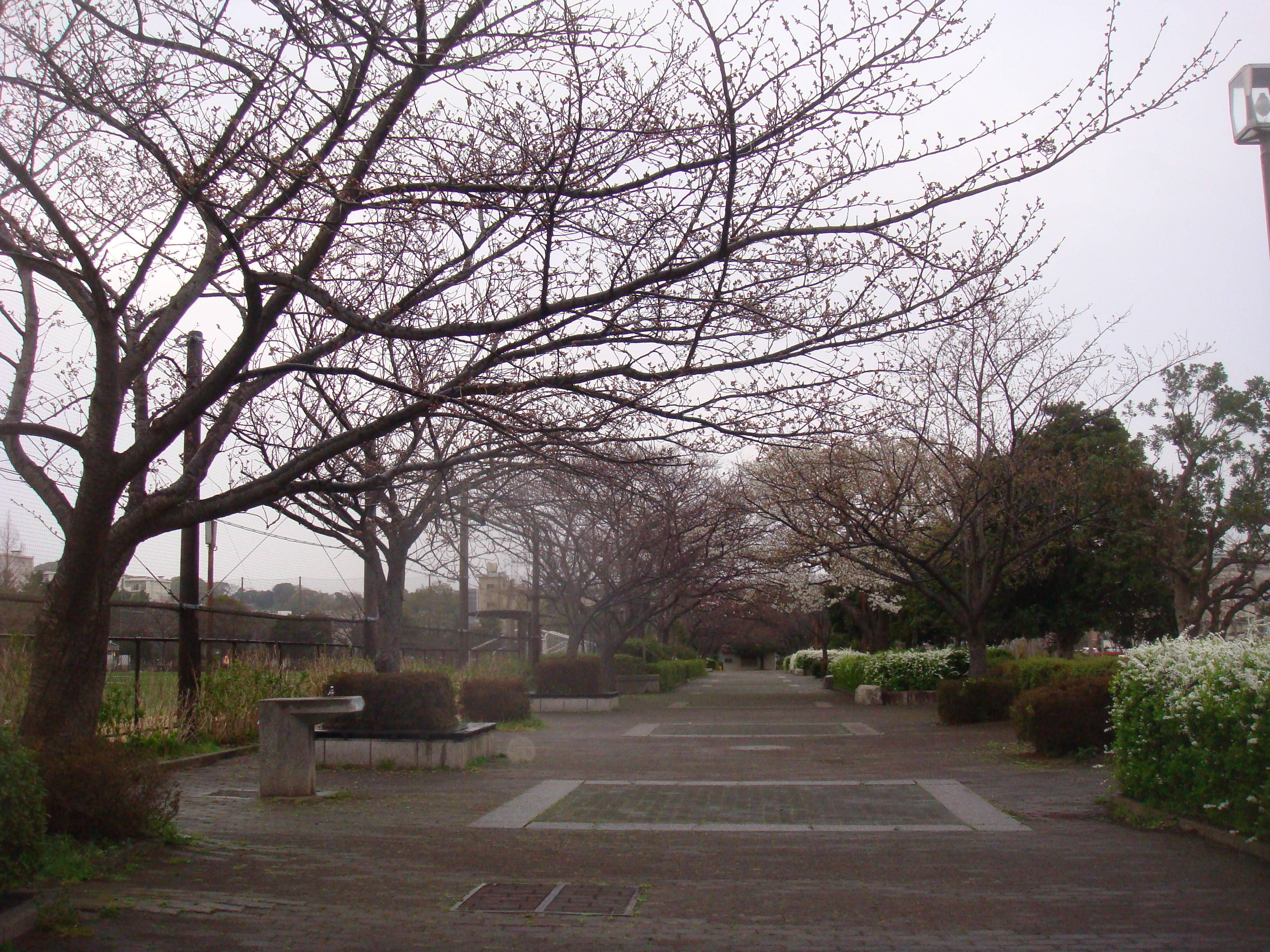 0323桜並木園路の様子DSC00145.jpg