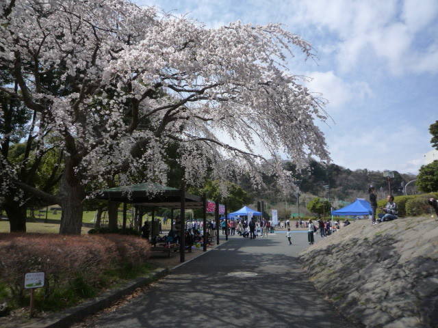 中央広場シダレザクラ満開＆金沢区体協スポフェスP1090302.jpg